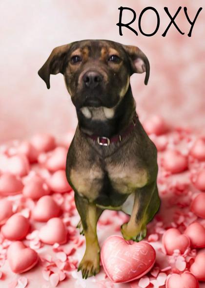 Enlarge Roxy, a Adoptable mixed breed in Longview, TX image 2/2