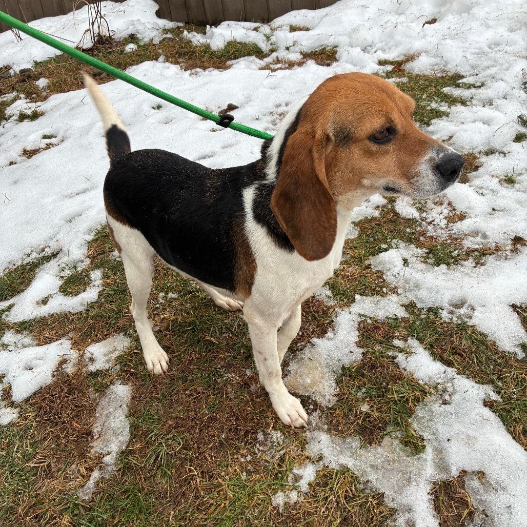 Stella, Adoptable, Adult Female Beagle.