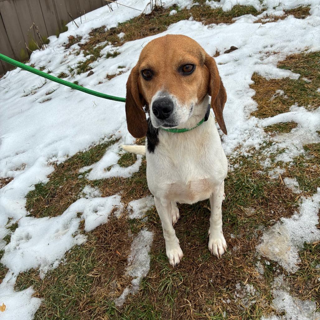 Enlarge Stella, a Adoptable Beagle in Alexandria, VA image 2/5