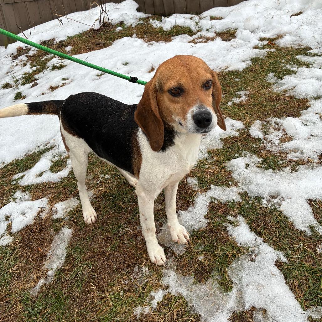 Enlarge Stella, a Adoptable Beagle in Alexandria, VA image 3/5