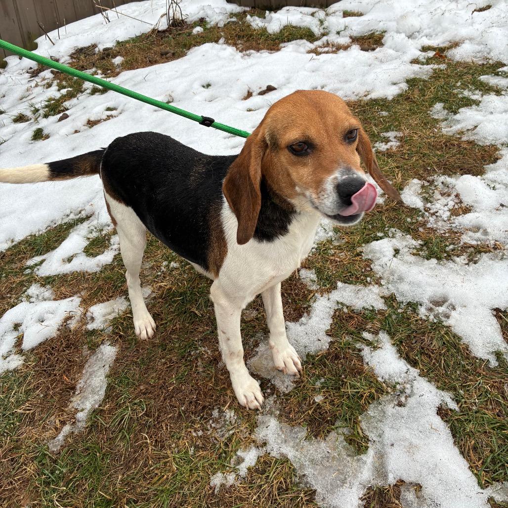Enlarge Stella, a Adoptable Beagle in Alexandria, VA image 4/5