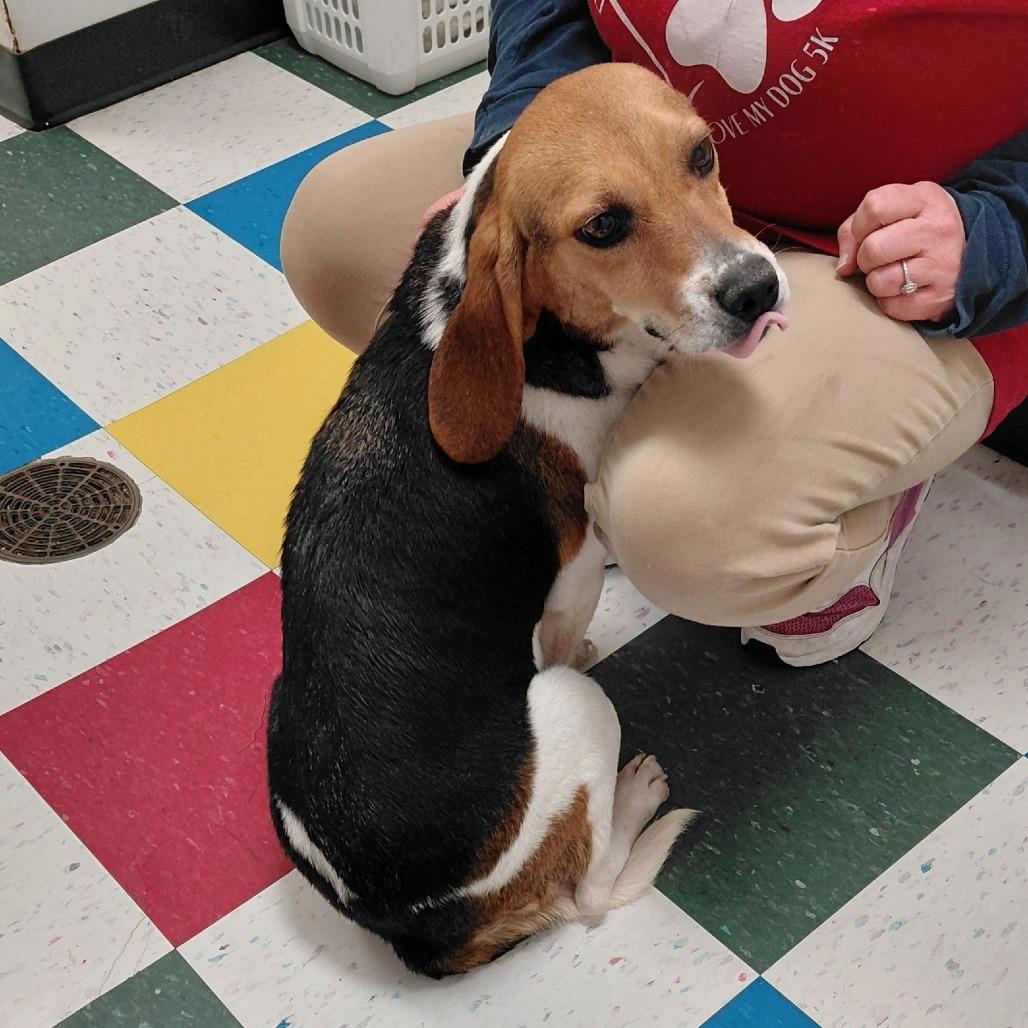 Enlarge Stella, a Adoptable Beagle in Alexandria, VA image 5/5
