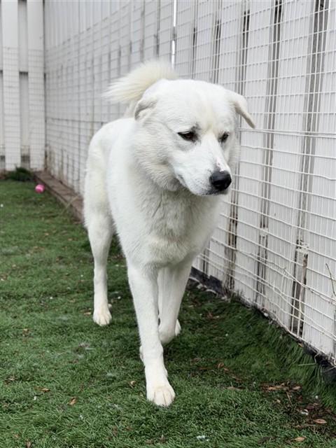 MARSHMELLO, Adoptable, Adult Male Great Pyrenees & Mixed Breed.