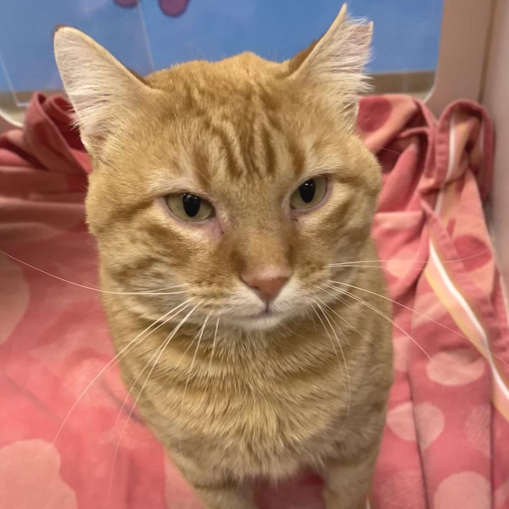 Taz, Adoptable, Young Male Domestic Short Hair.