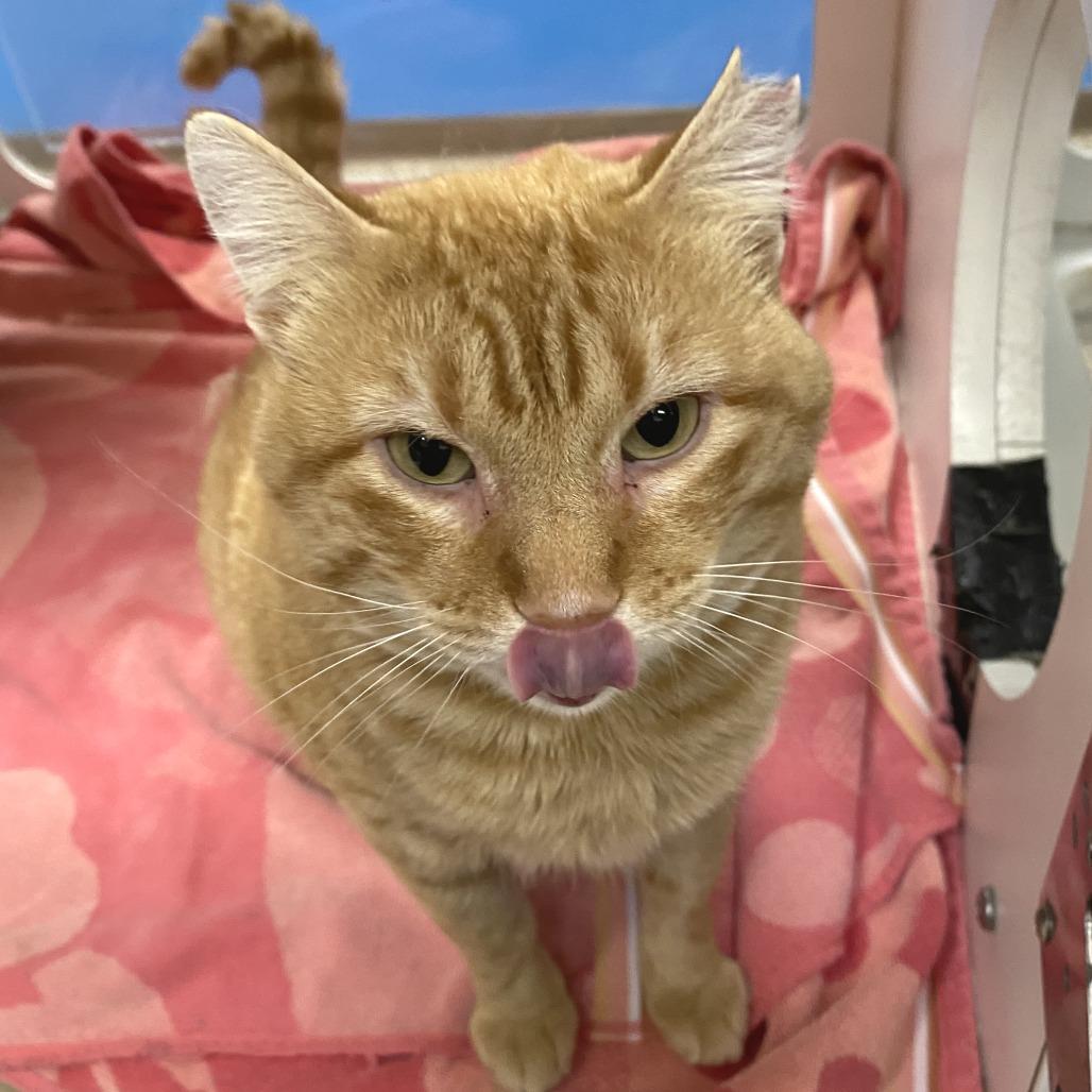 Taz, a Adoptable Domestic Short Hair in Cheyenne, WY image 2/2