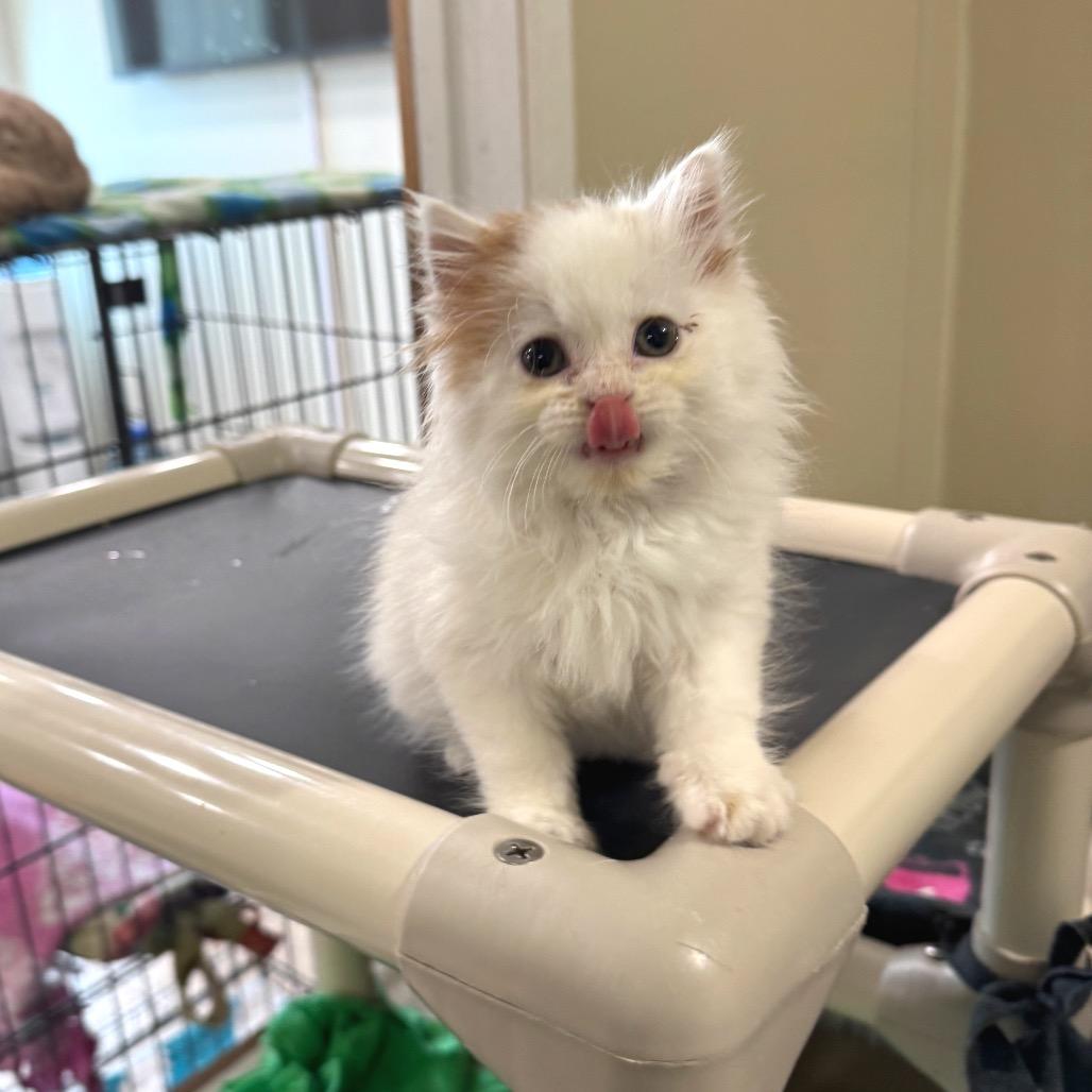 Scooter, Adoptable, Kitten Male Domestic Medium Hair.