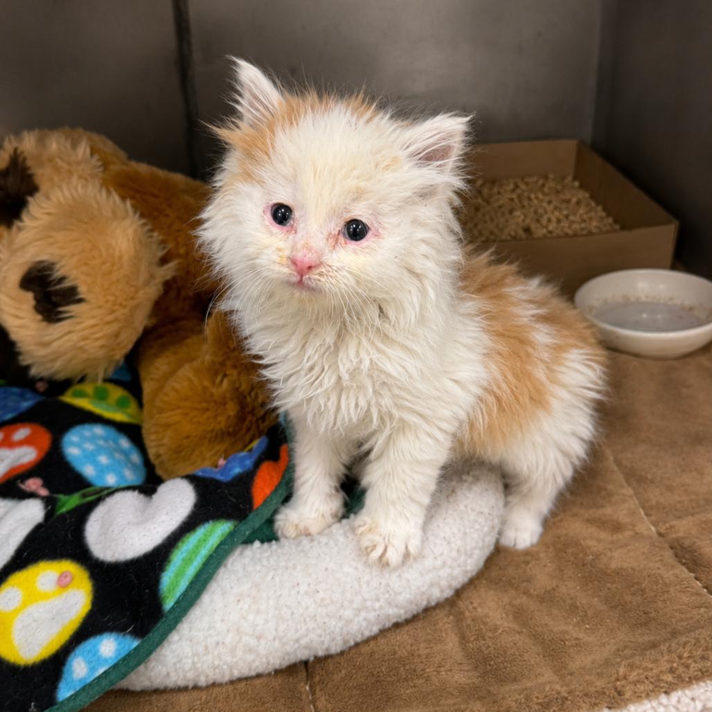 Scooter, a Adoptable Domestic Medium Hair in Redwood Falls, MN image 2/3