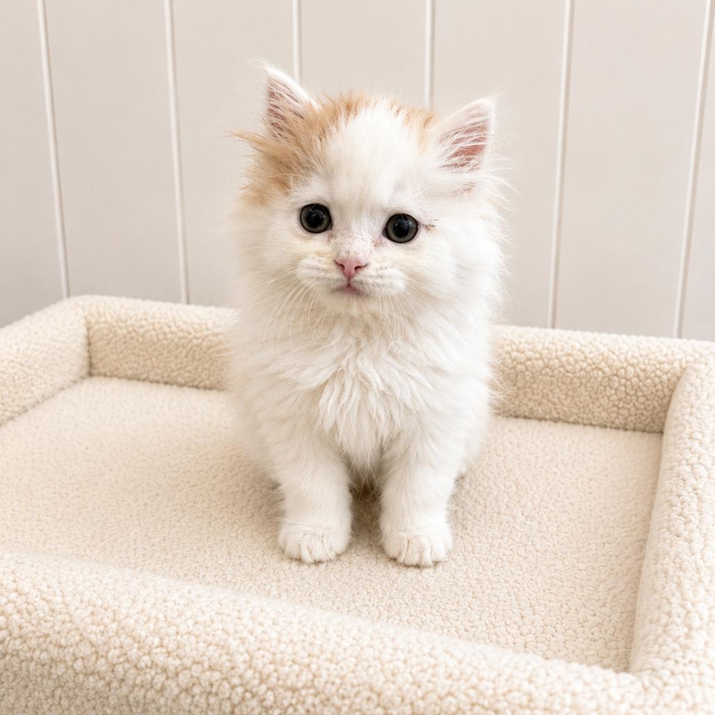 Scooter, a Adoptable Domestic Medium Hair in Redwood Falls, MN image 3/3