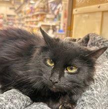 Static, Adoptable, Young Female Domestic Medium Hair.