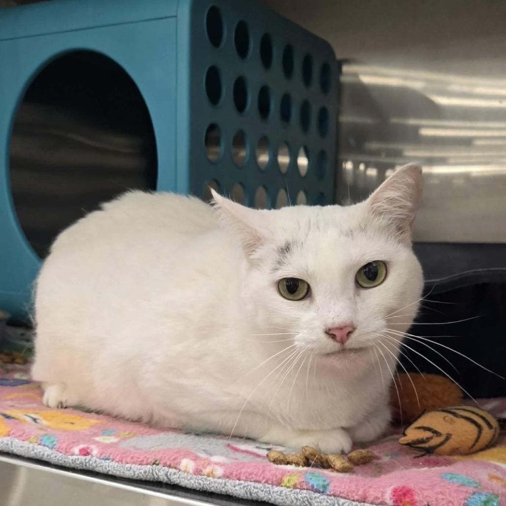 Jeni, Adoptable, Adult Female Domestic Short Hair.