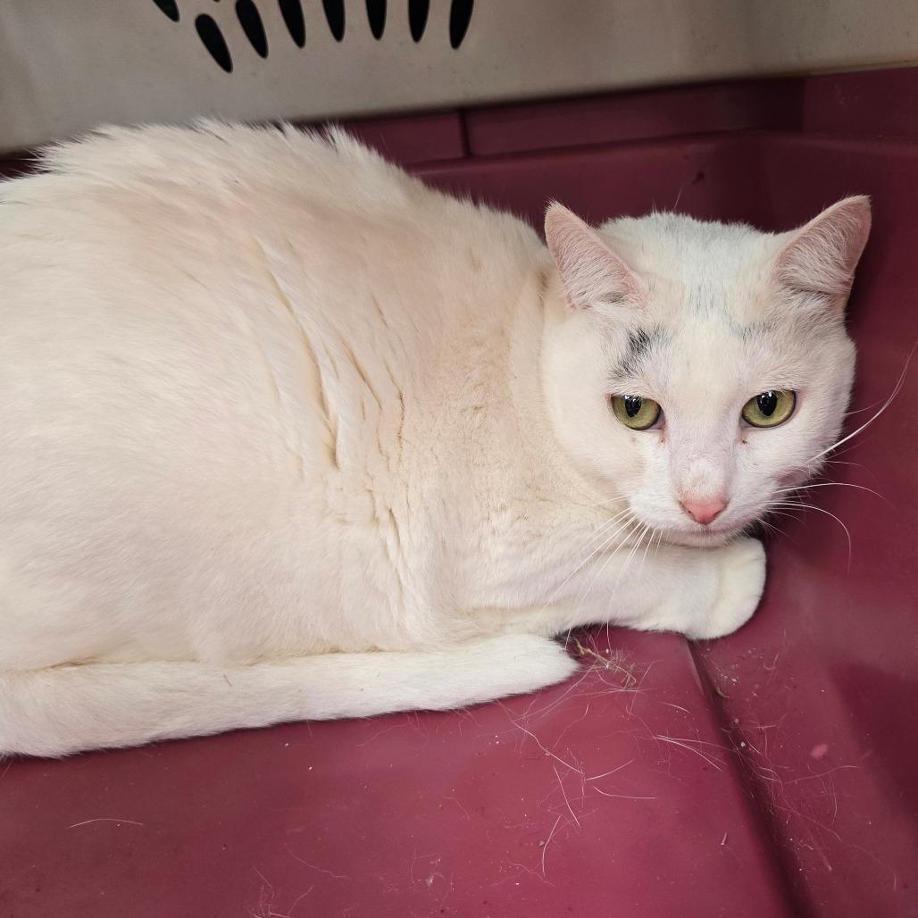 Enlarge Jeni, a Adoptable Domestic Short Hair in Williston, FL image 1/1