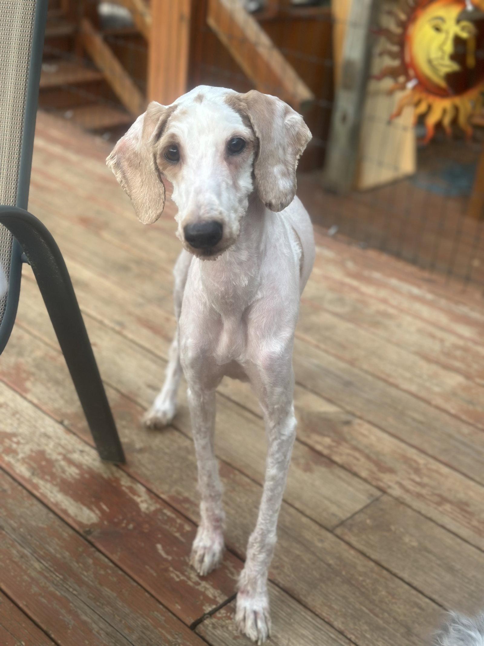 Enlarge Jayce, a Adopted mixed breed in Mouth Of Wilson, VA image 3/3