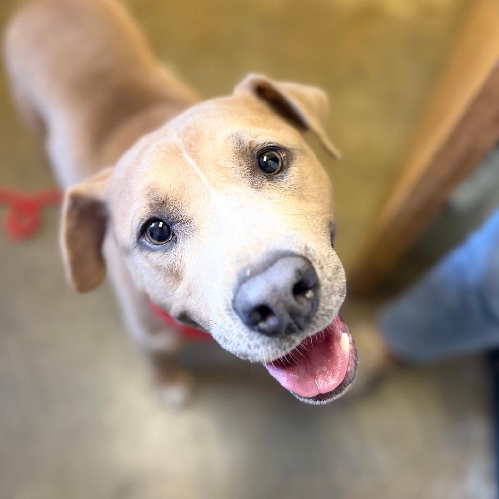 Sampson, Adoptable, Adult Male Mixed Breed.