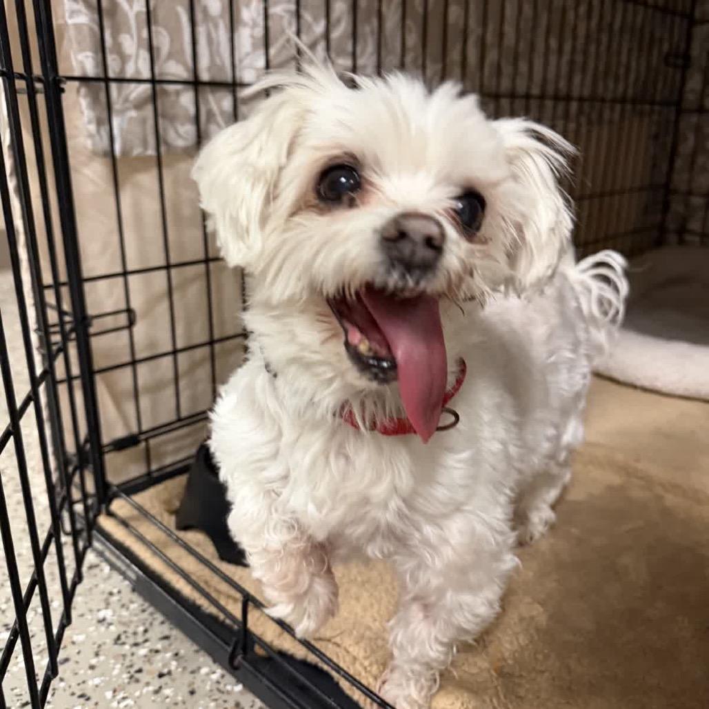 Enlarge Sofie, a Adoptable Maltese in Norfolk, NE image 1/1