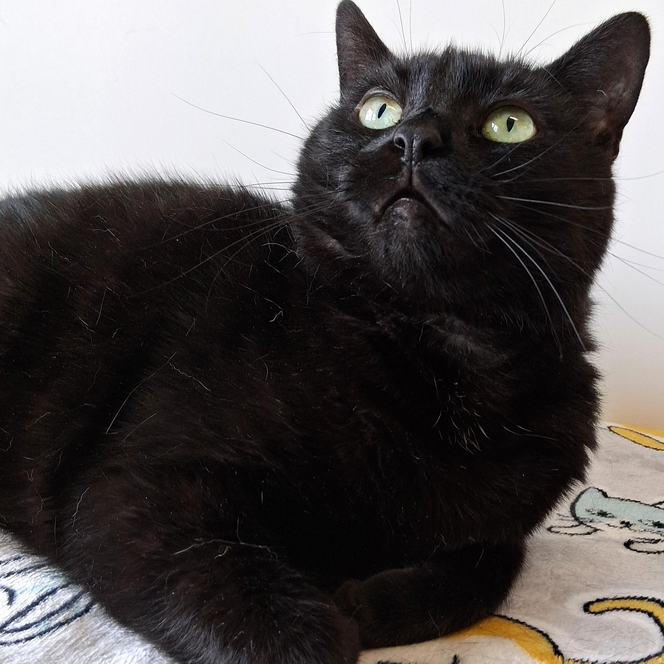Enlarge Nessie, a Adoptable Domestic Short Hair in Belmont, NY image 2/6