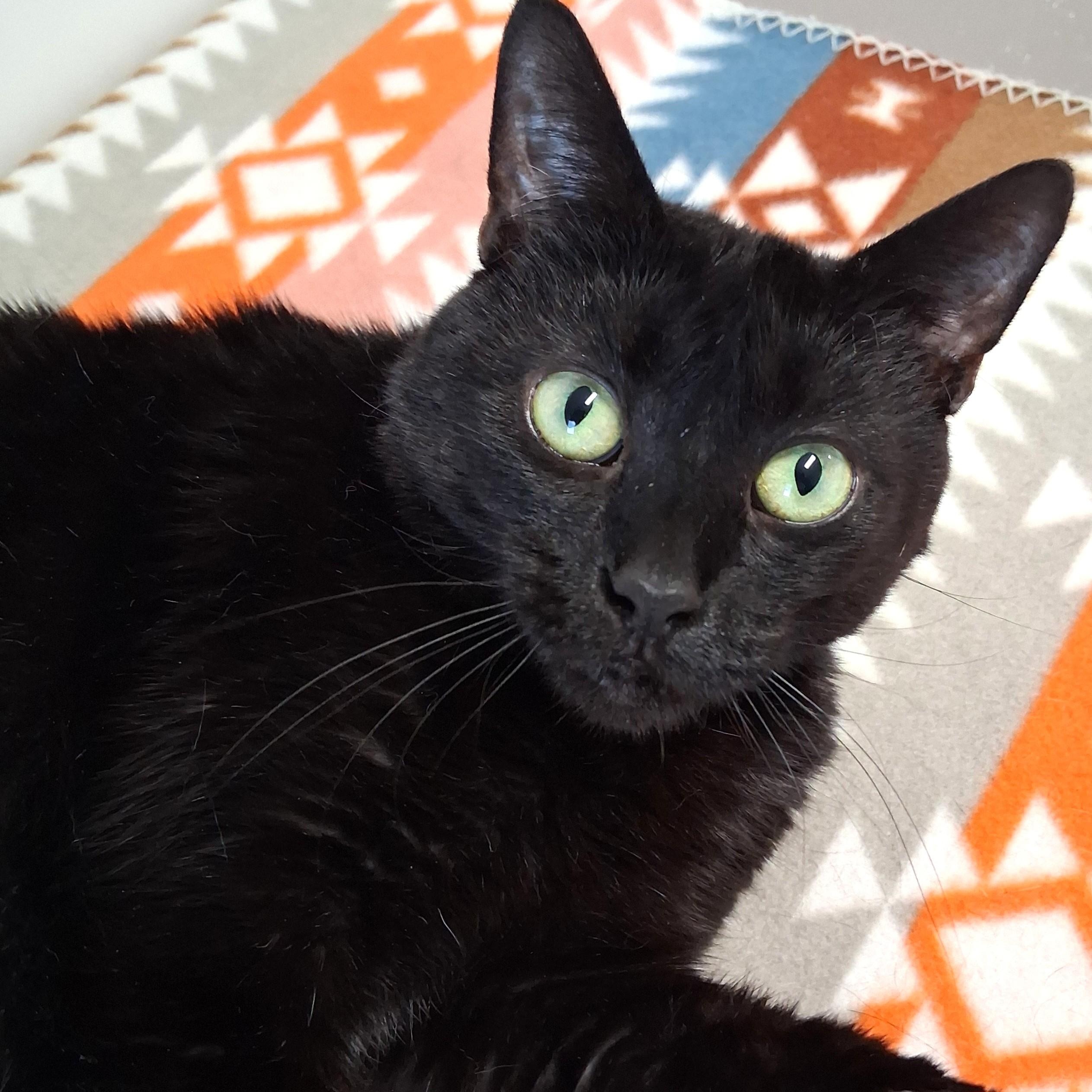 Enlarge Nessie, a Adoptable Domestic Short Hair in Belmont, NY image 4/6