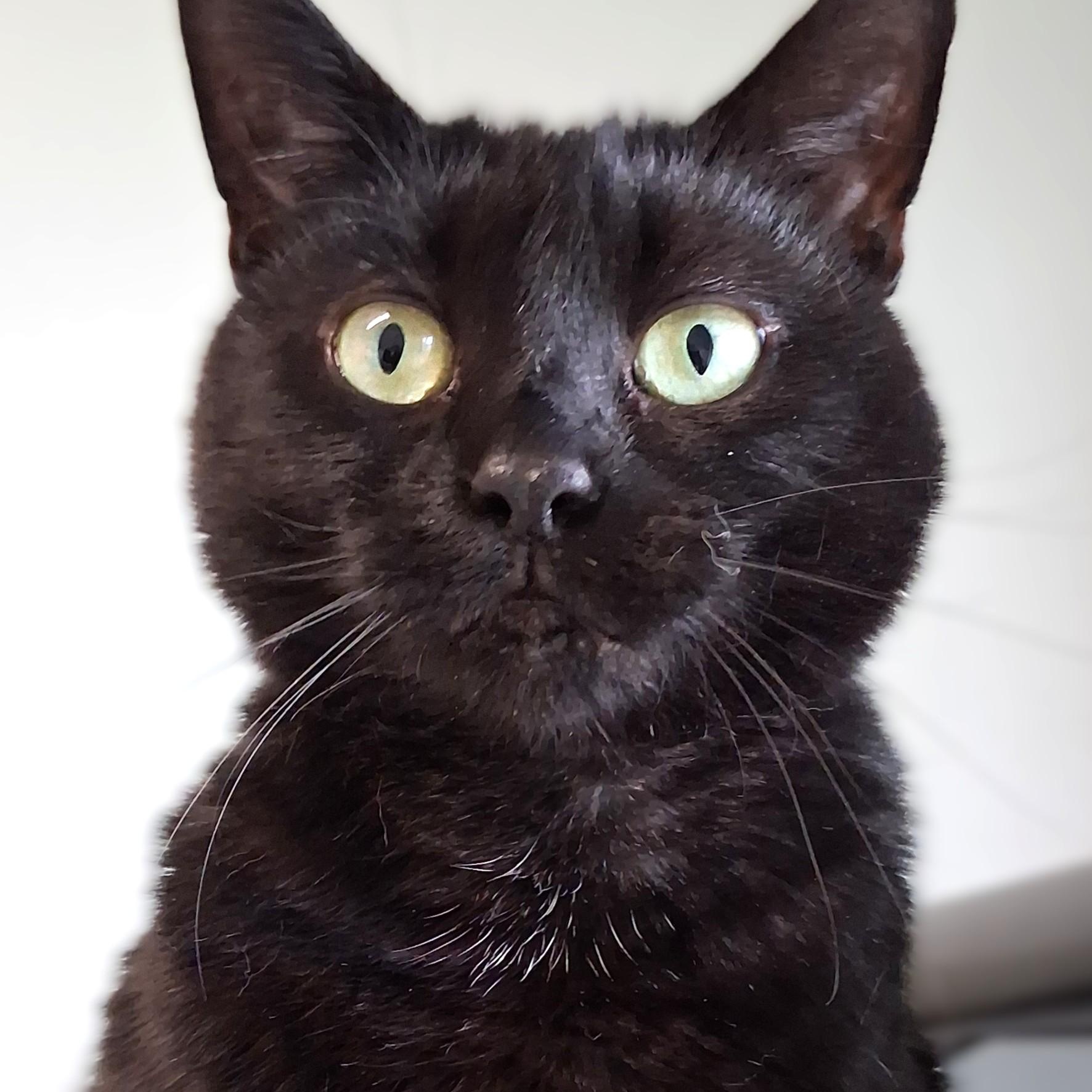 Enlarge Nessie, a Adoptable Domestic Short Hair in Belmont, NY image 3/6