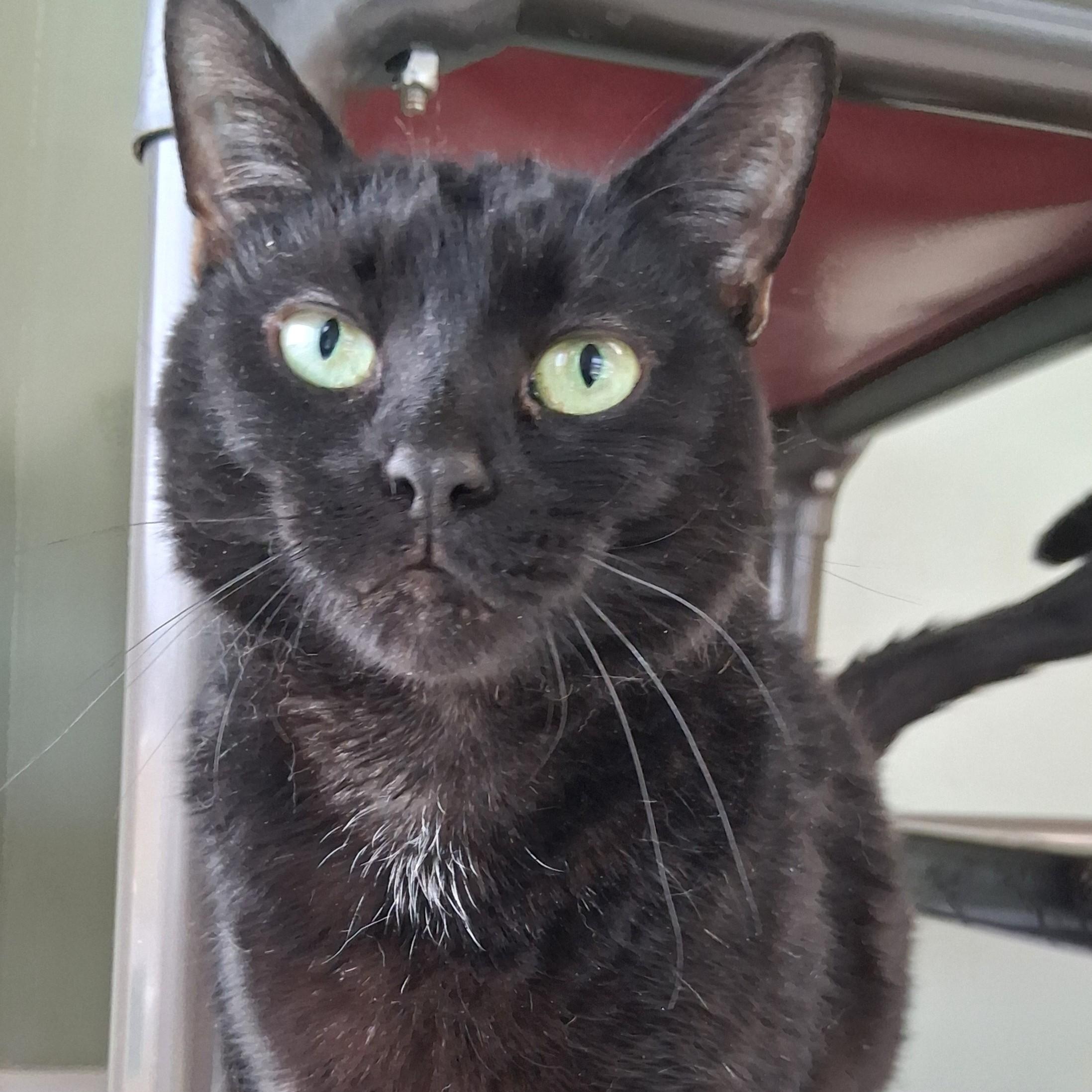 Enlarge Nessie, a Adoptable Domestic Short Hair in Belmont, NY image 5/6