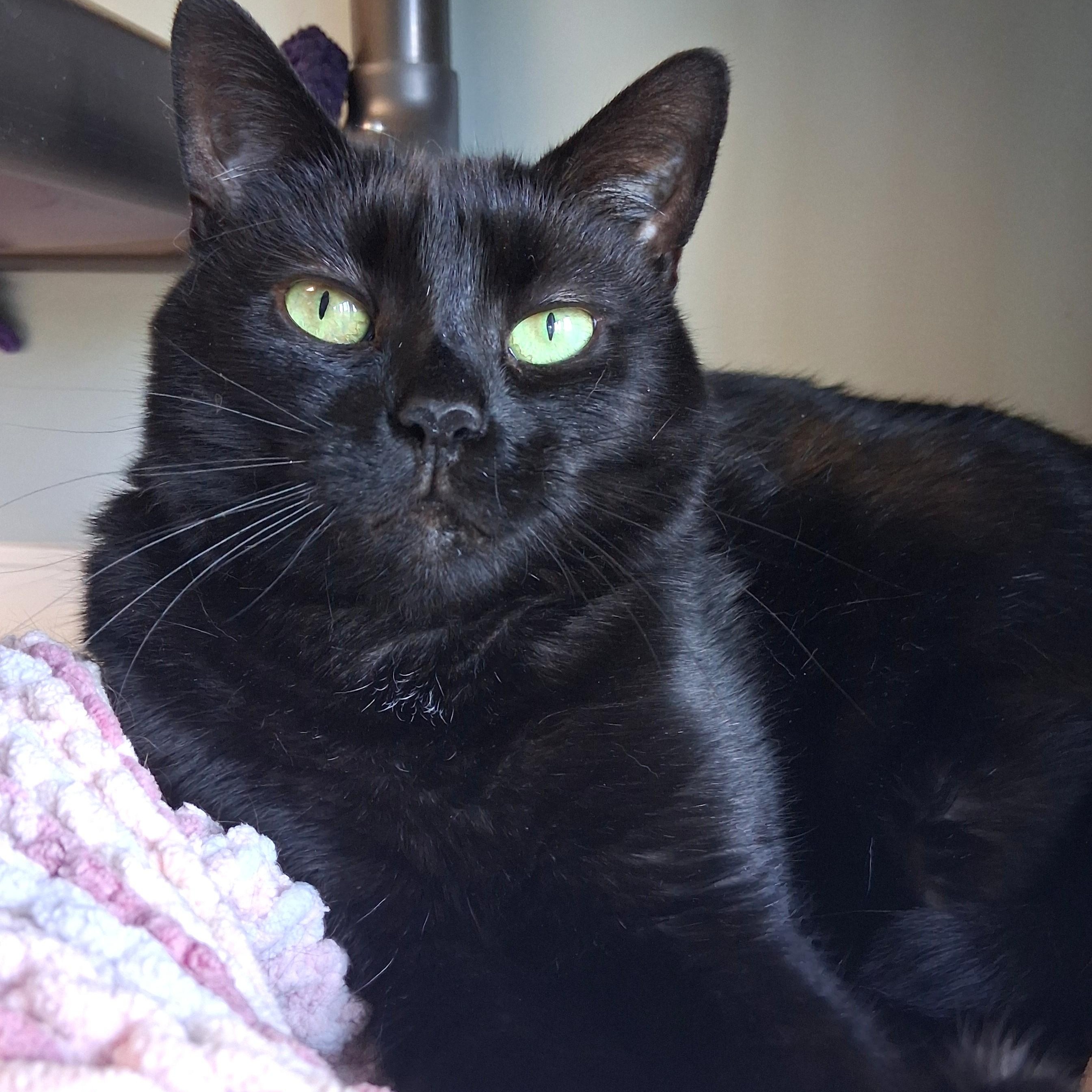 Enlarge Nessie, a Adoptable Domestic Short Hair in Belmont, NY image 1/6