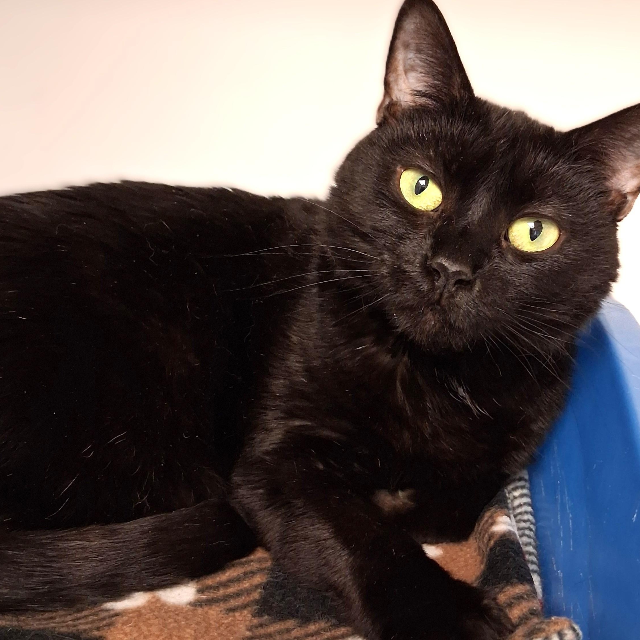 Enlarge Nessie, a Adoptable Domestic Short Hair in Belmont, NY image 6/6