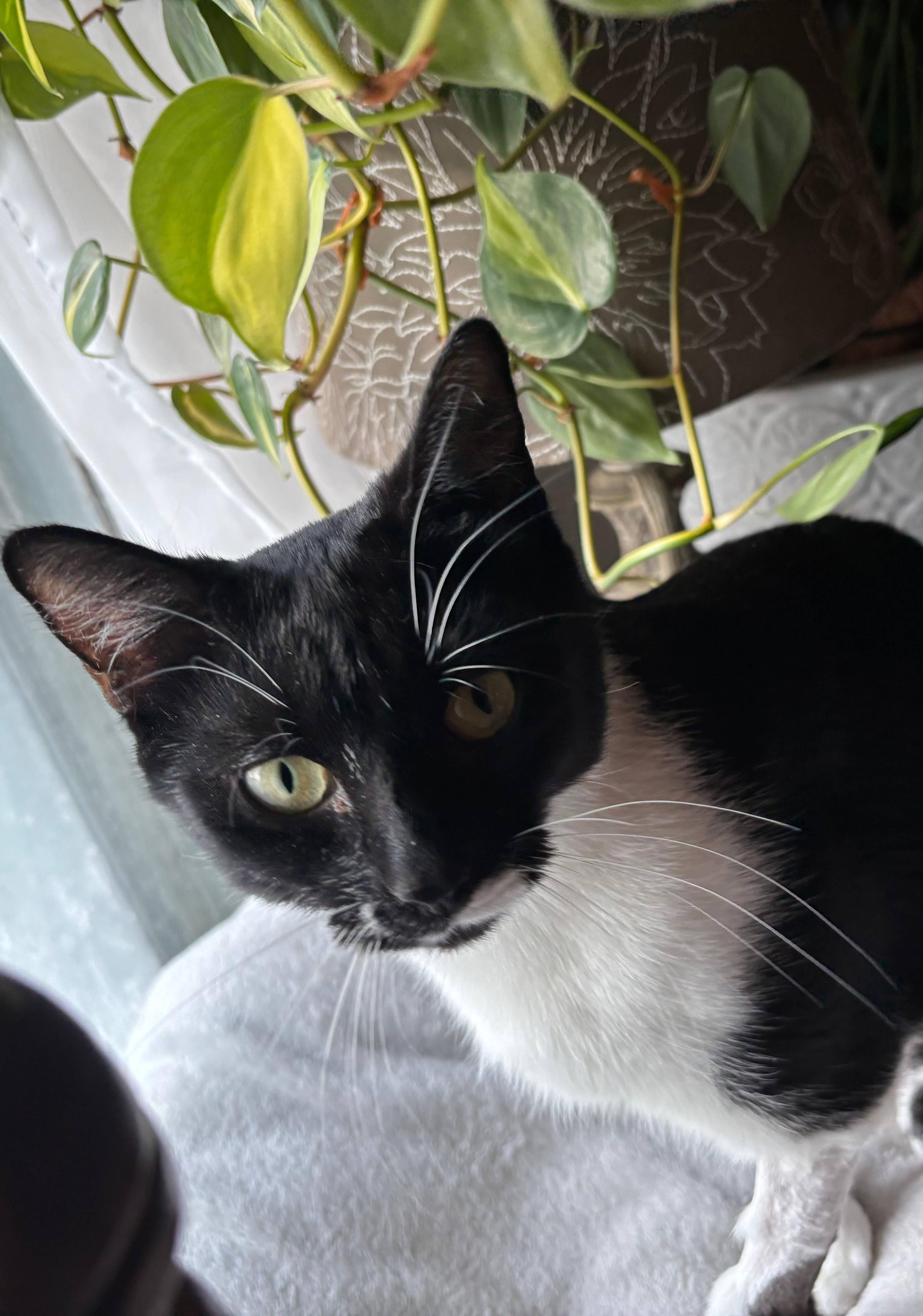 Enlarge Maisie, a ADOPTABLE Domestic Short Hair in Melrose, MA image 4/6