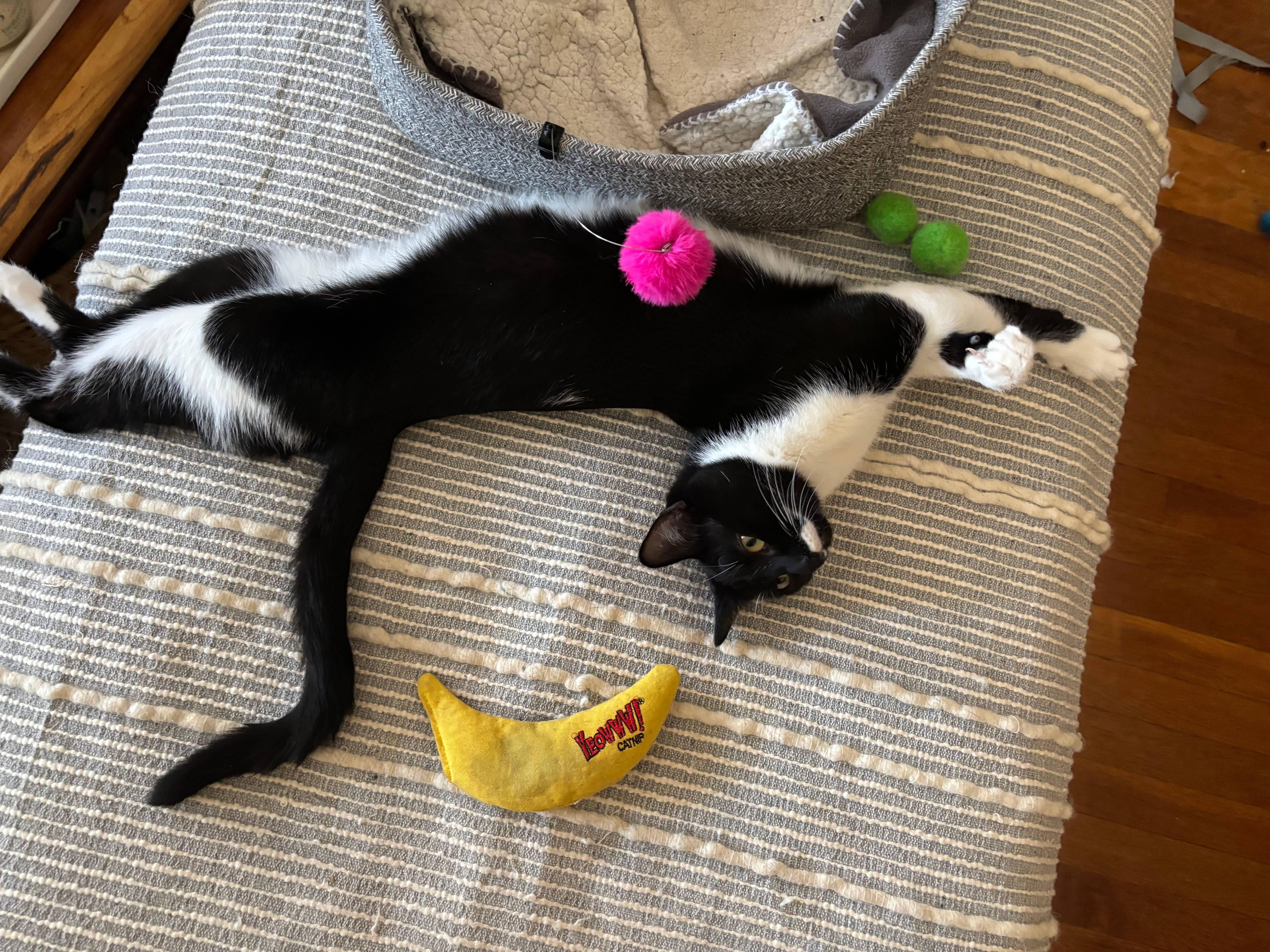 Enlarge Maisie, a ADOPTABLE Domestic Short Hair in Melrose, MA image 3/6