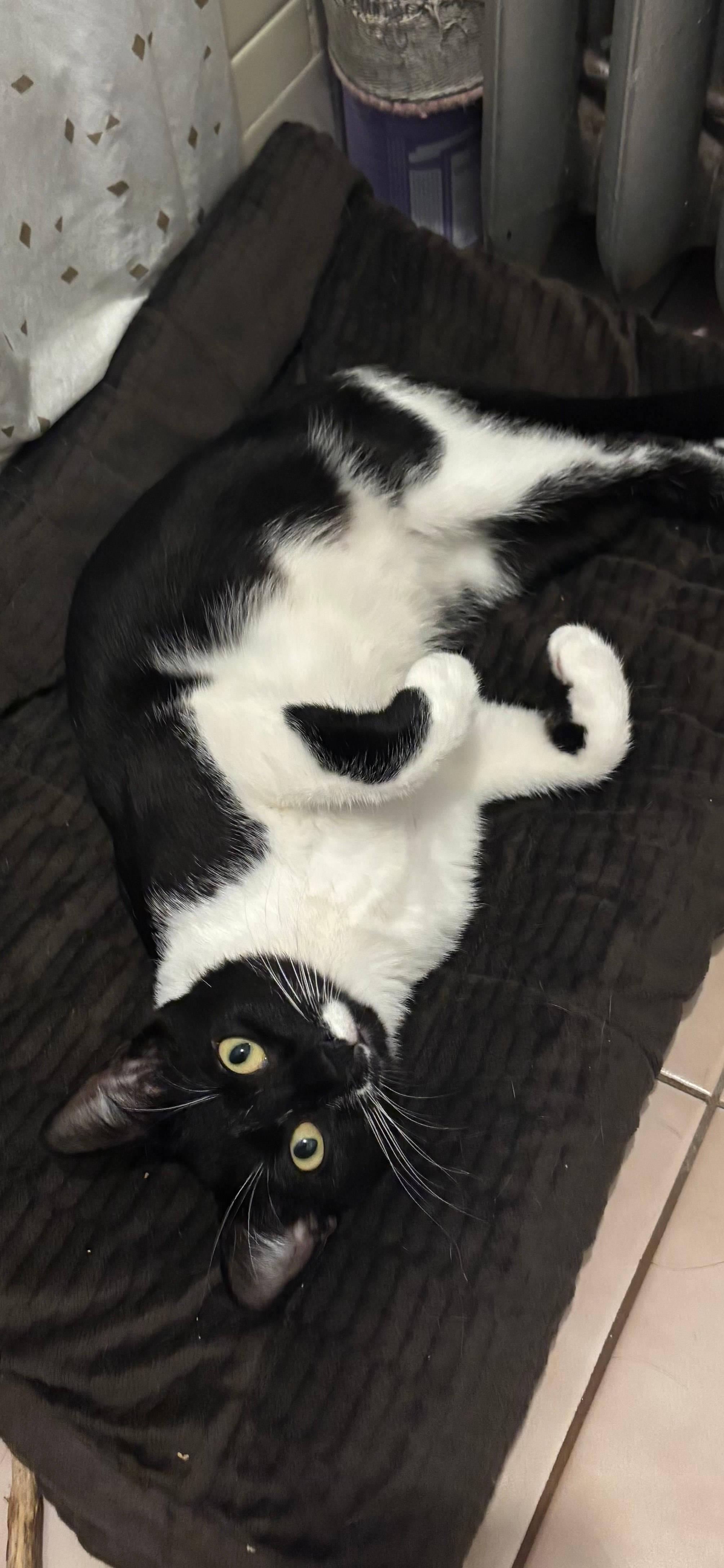 Enlarge Maisie, a ADOPTABLE Domestic Short Hair in Melrose, MA image 2/6