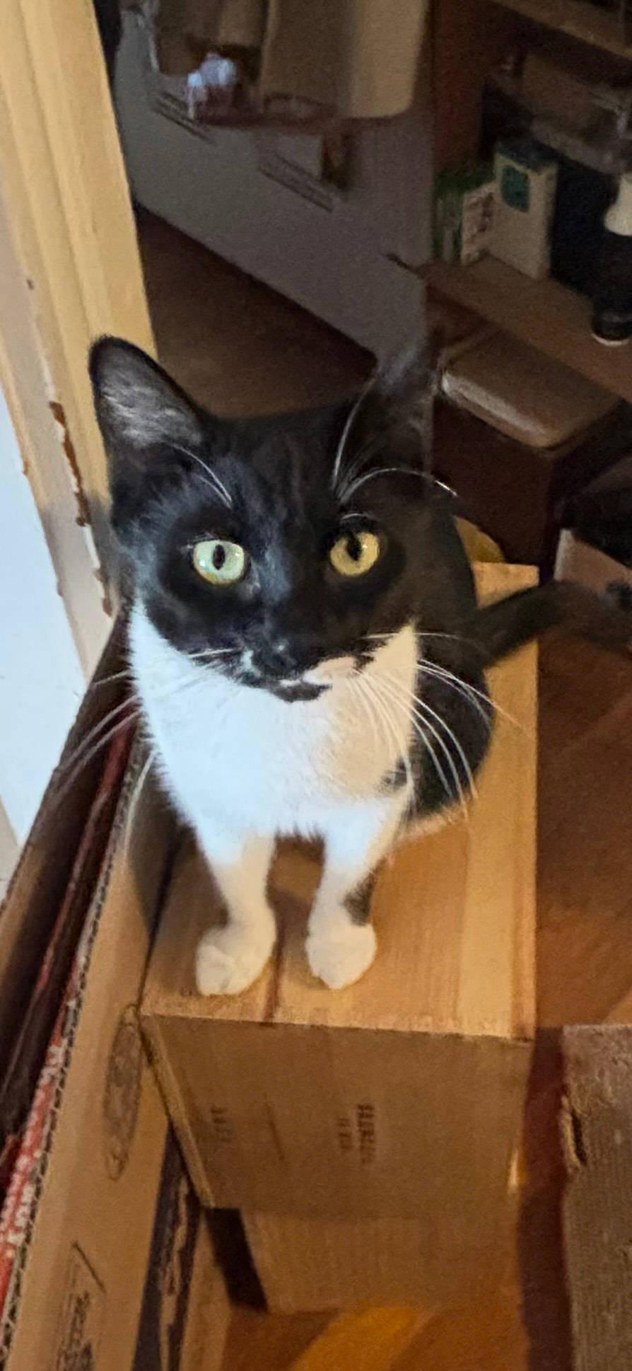 Enlarge Maisie, a ADOPTABLE Domestic Short Hair in Melrose, MA image 5/6