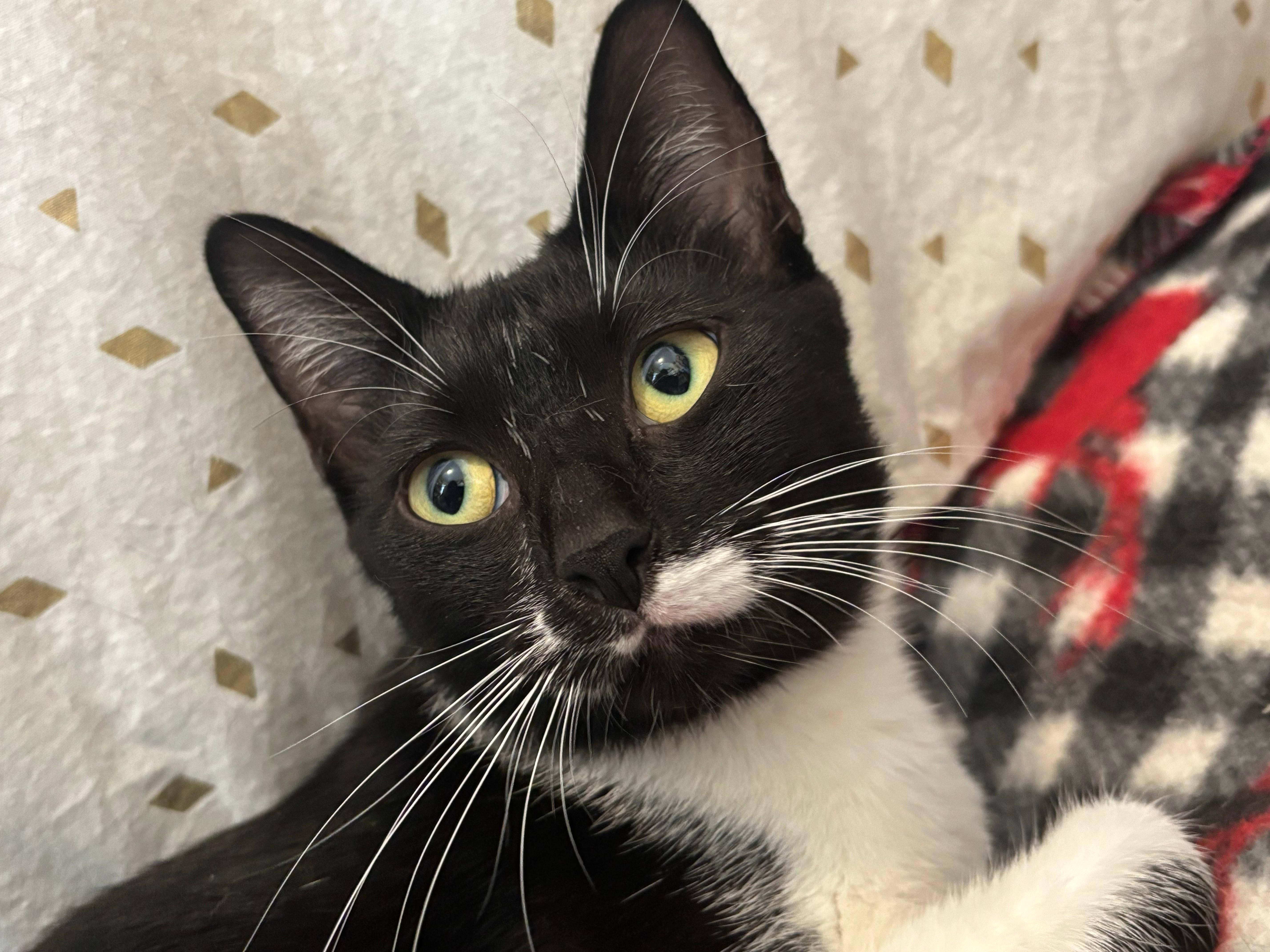 Enlarge Maisie, a ADOPTABLE Domestic Short Hair in Melrose, MA image 1/6