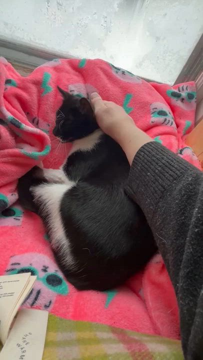 Enlarge Maisie, a ADOPTABLE Domestic Short Hair in Melrose, MA video 6/6