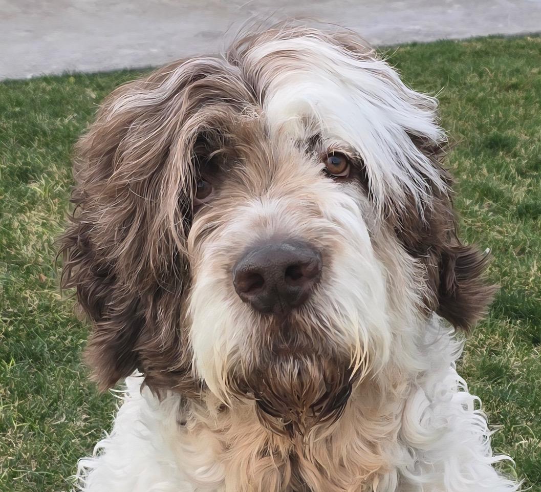 Koda Bon Jovi, adopted, Adult Male Newfoundland Dog & Standard Poodle.
