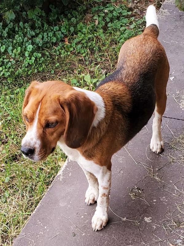 SPARKY, Adoptable, Young Male Beagle.