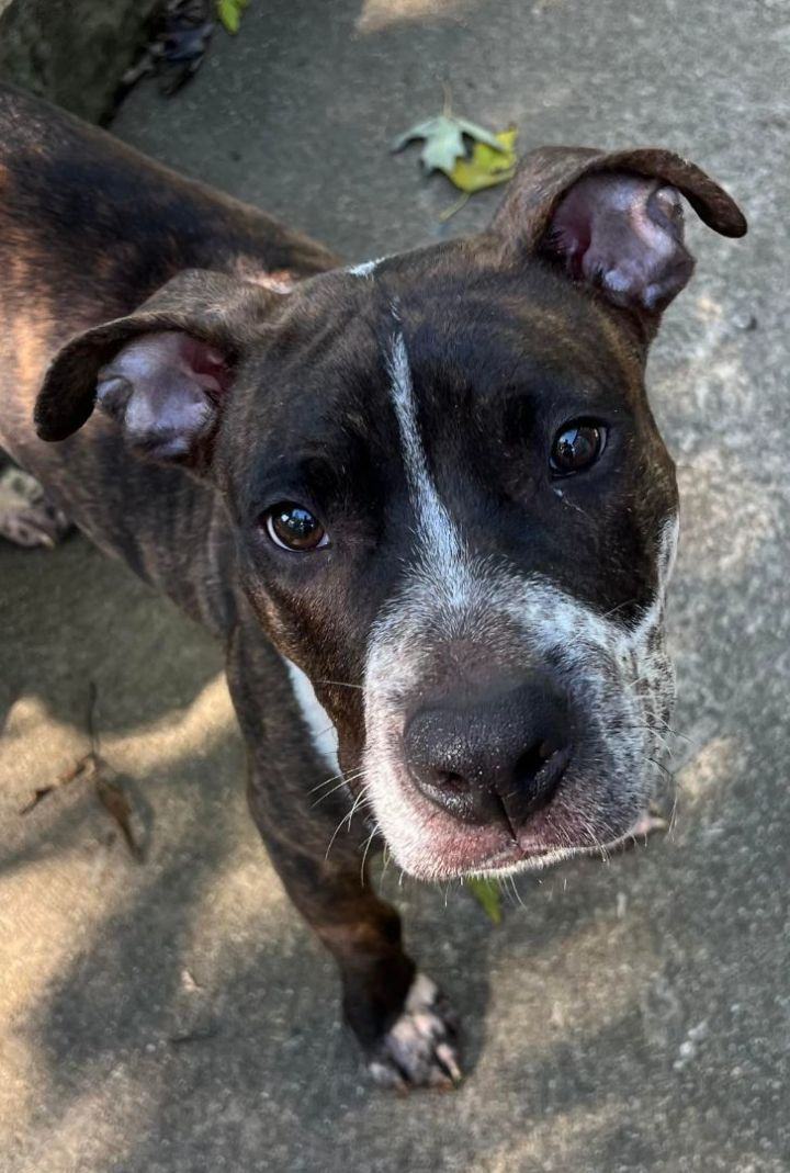 TAZ, a Adoptable Pit Bull Terrier in Philadelphia, PA image 6/6