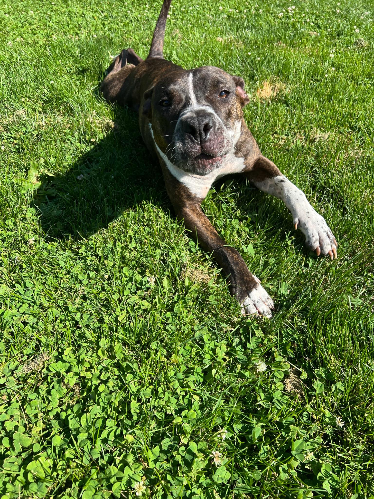 TAZ, a Adoptable Pit Bull Terrier in Philadelphia, PA image 2/6