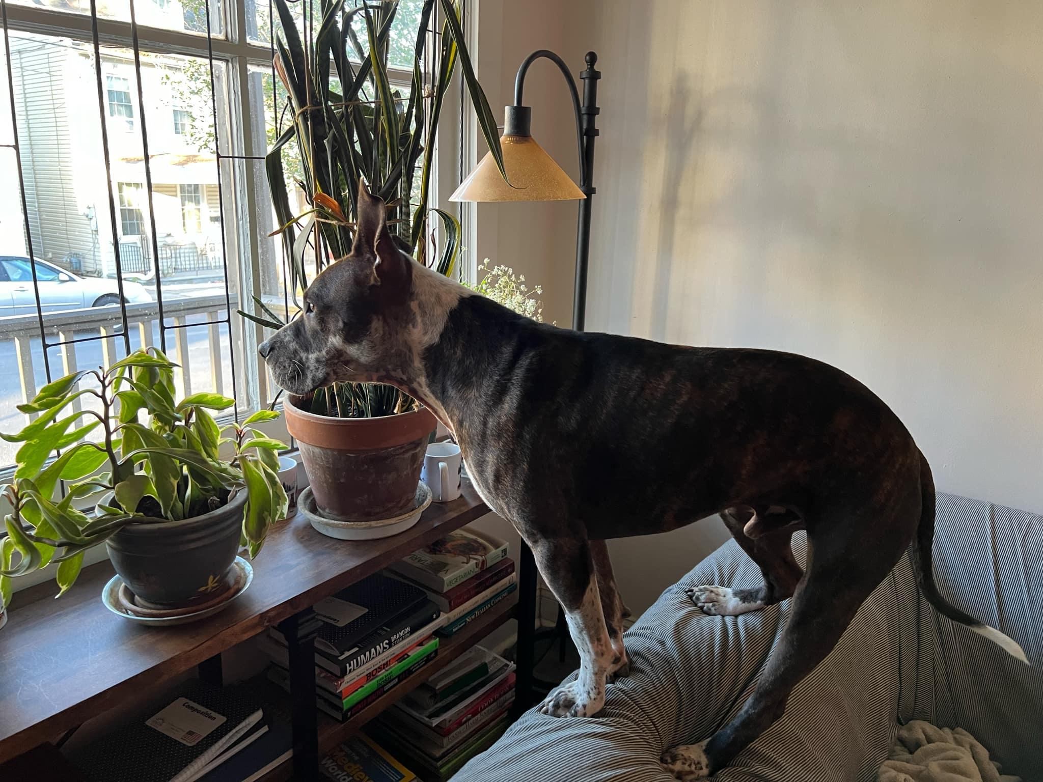 TAZ, a Adoptable Pit Bull Terrier in Philadelphia, PA image 5/6