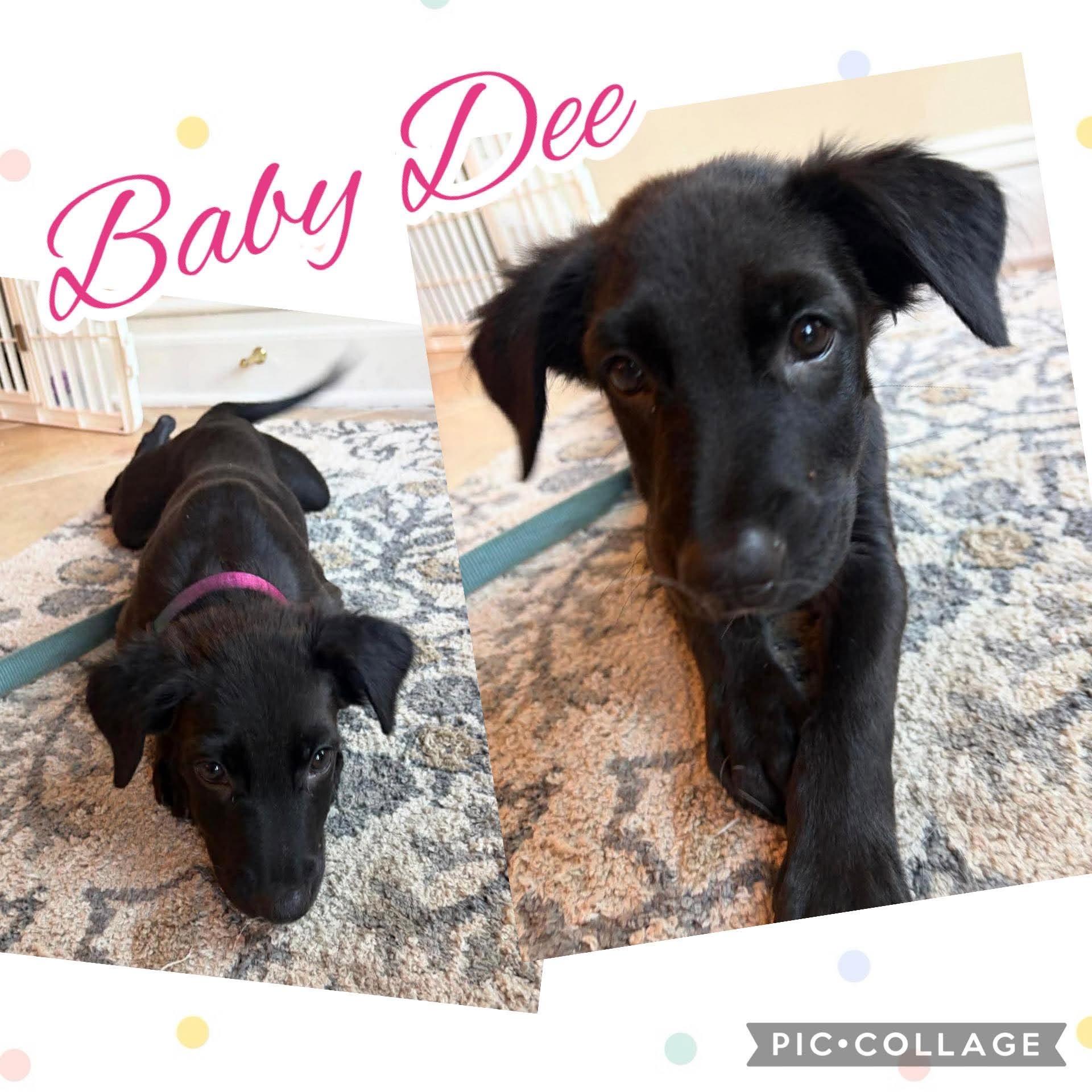 Enlarge Baby Dee, a ADOPTABLE mixed breed in Ringwood, NJ image 2/2