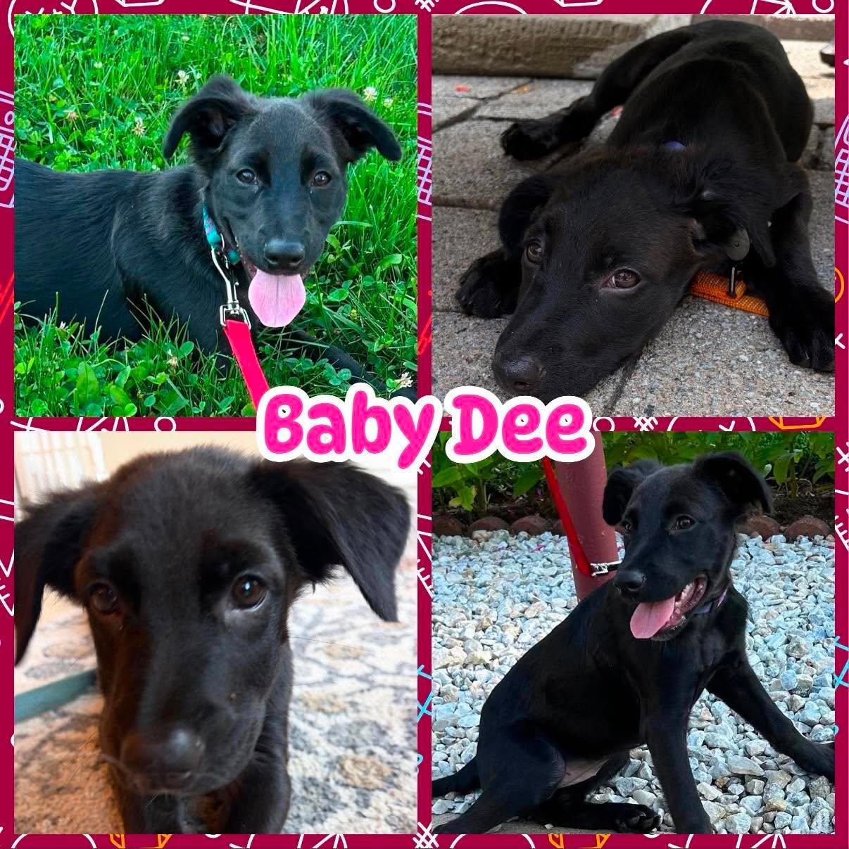 Enlarge Baby Dee, a ADOPTABLE mixed breed in Ringwood, NJ image 1/2