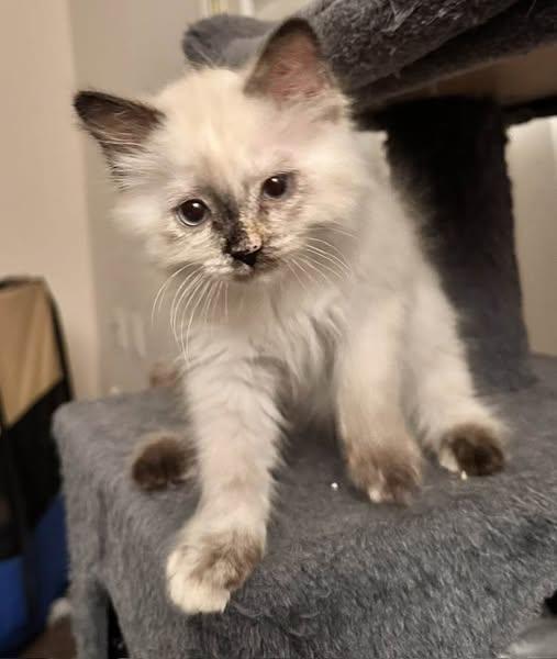 BRANDY, Adoptable, Kitten Female Siamese.