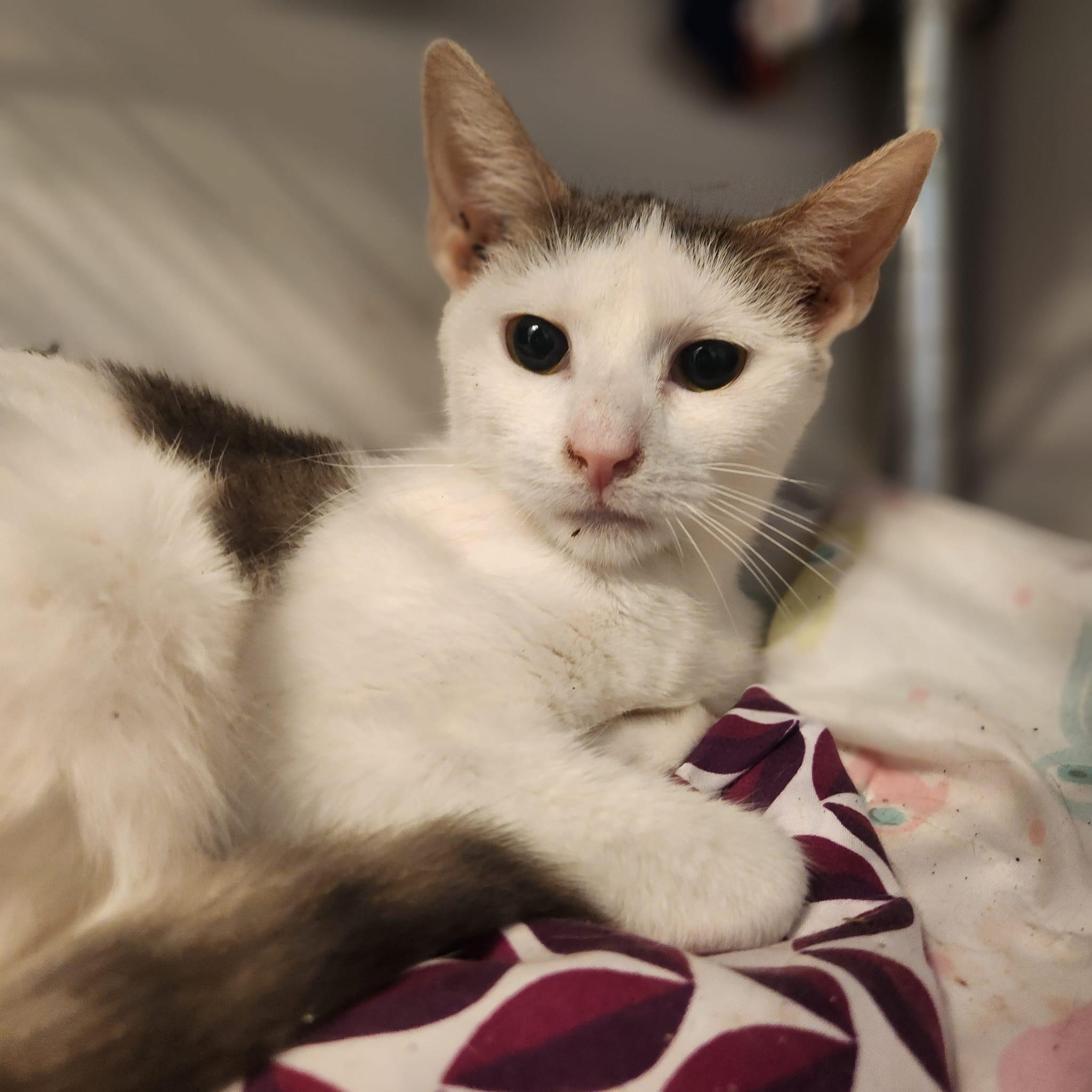 Sierra, Young Female American Shorthair