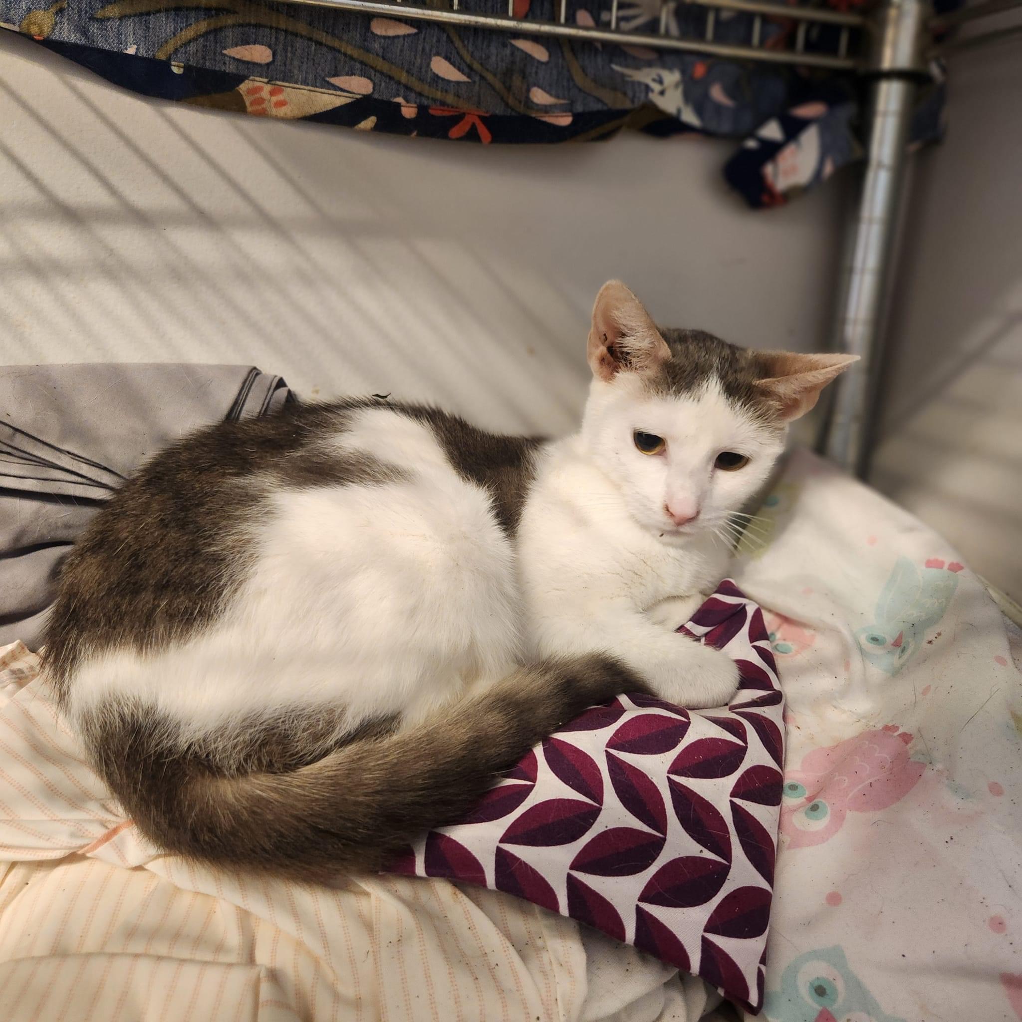 Sierra, a Adoptable American Shorthair in GLEN MILLS, PA image 2/2