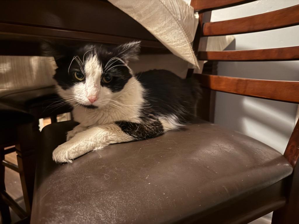 Maluma, Adoptable, Adult Male Domestic Long Hair.