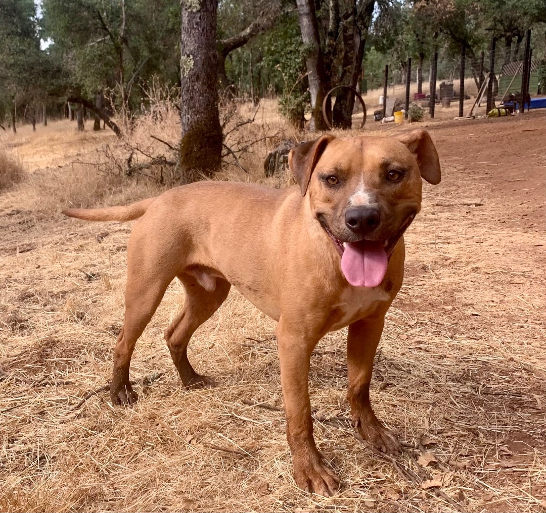 Lipton, Young Male American Staffordshire Terrier