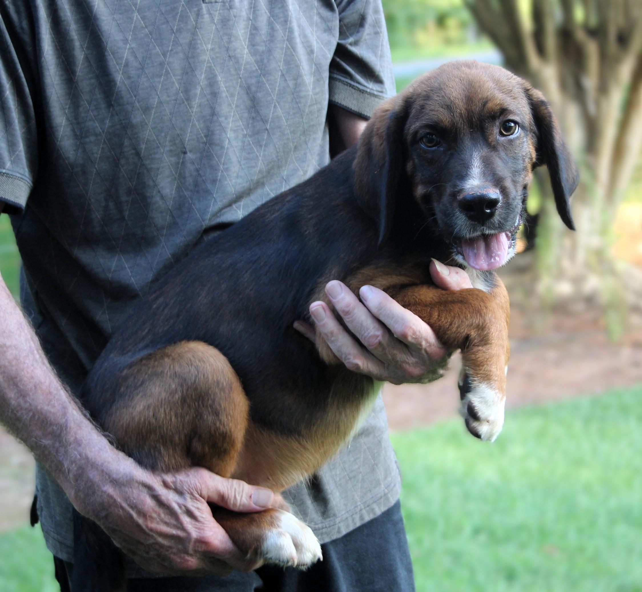 Saturn, an adopted mixed breed in Milner, GA image 1/4