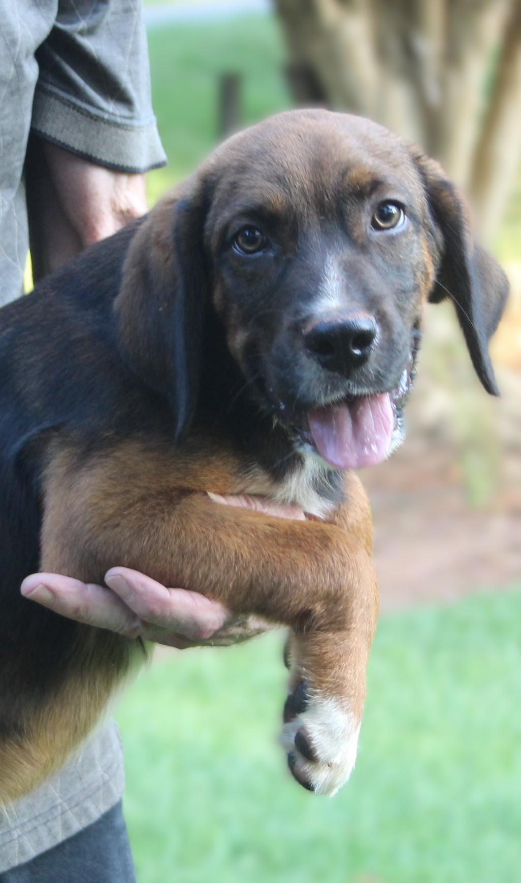 Saturn, an adopted mixed breed in Milner, GA image 2/4