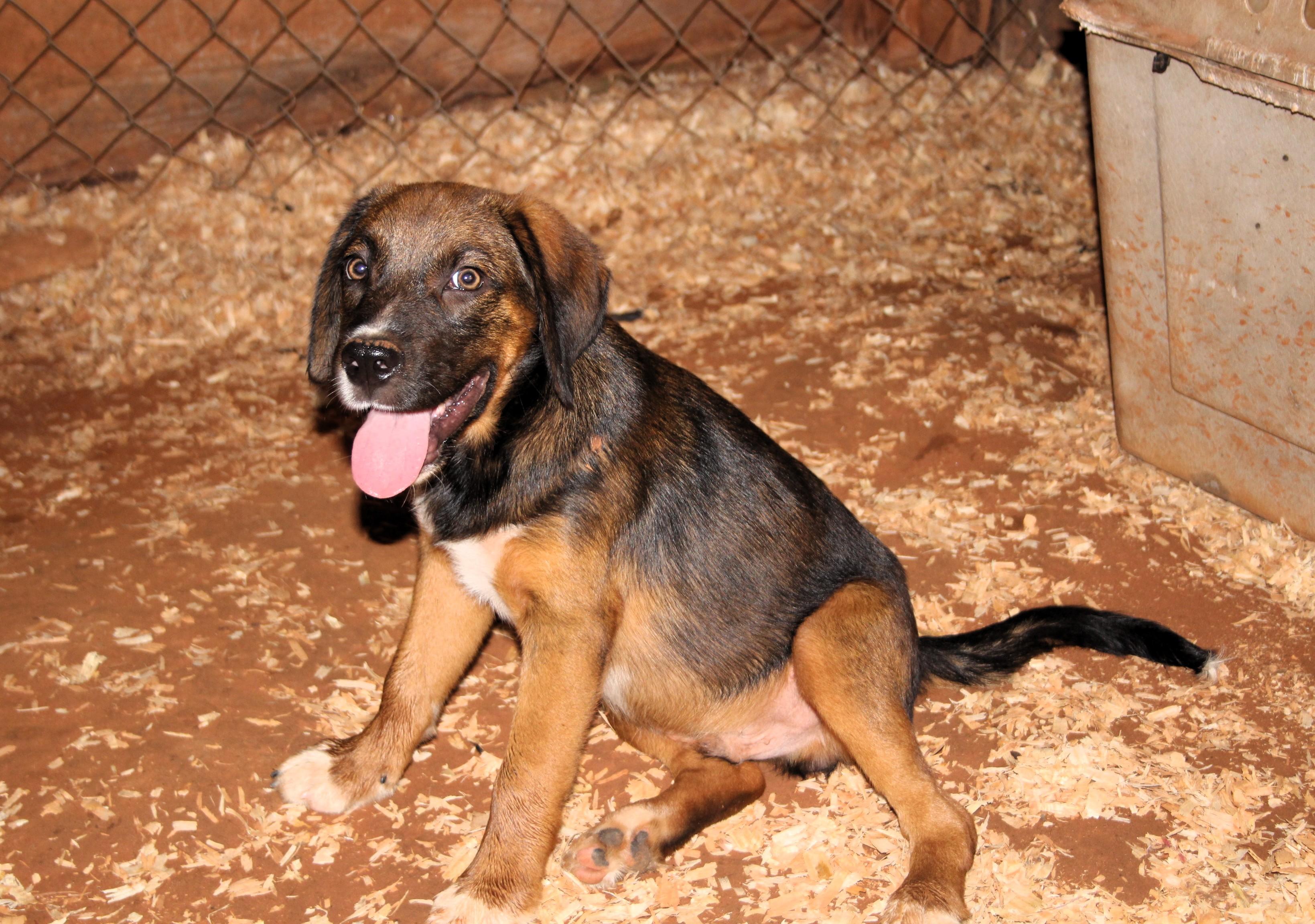 Saturn, an adopted mixed breed in Milner, GA image 3/4