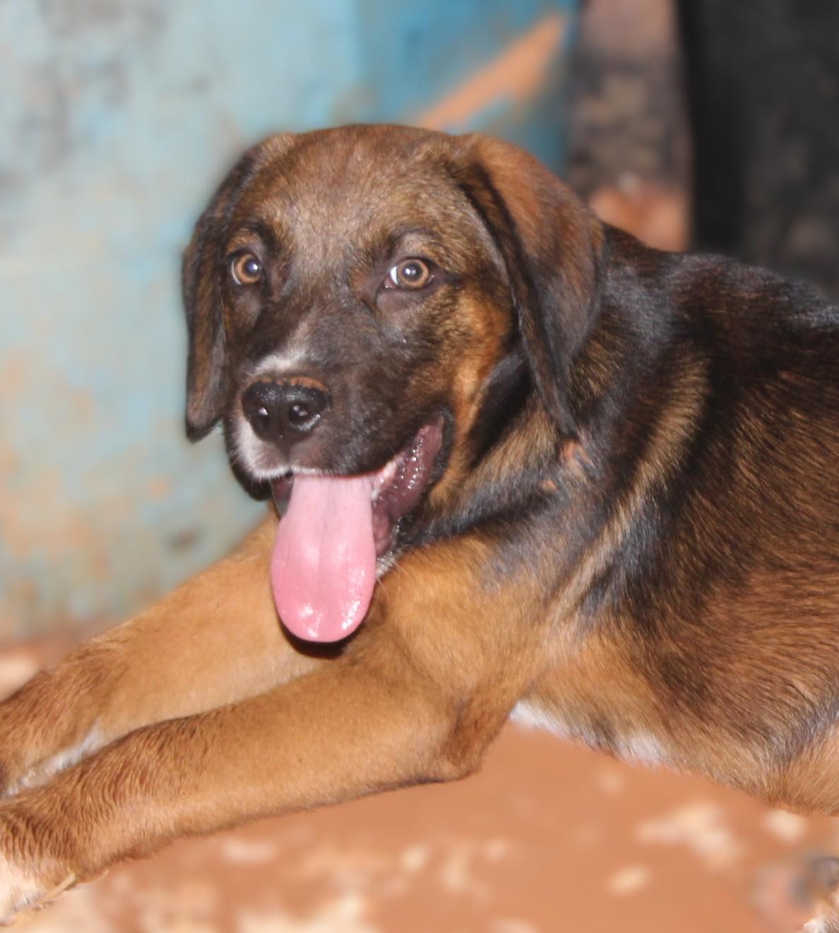 Saturn, an adopted mixed breed in Milner, GA image 4/4