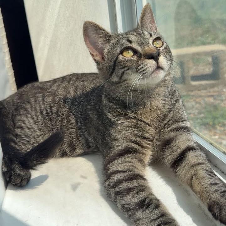 Enlarge Levi, a Adoptable Domestic Short Hair in Harrisonburg, VA image 1/6