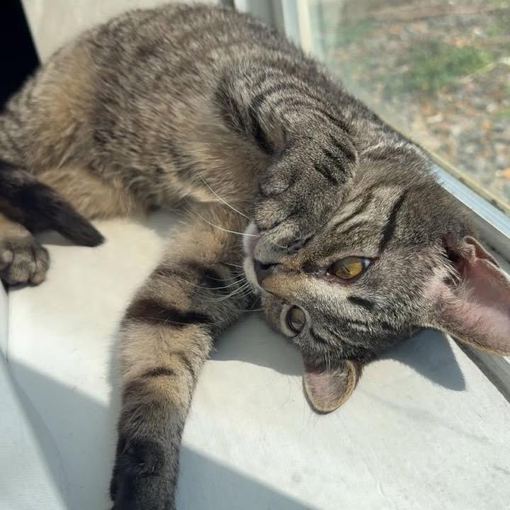 Enlarge Levi, a Adoptable Domestic Short Hair in Harrisonburg, VA image 4/6