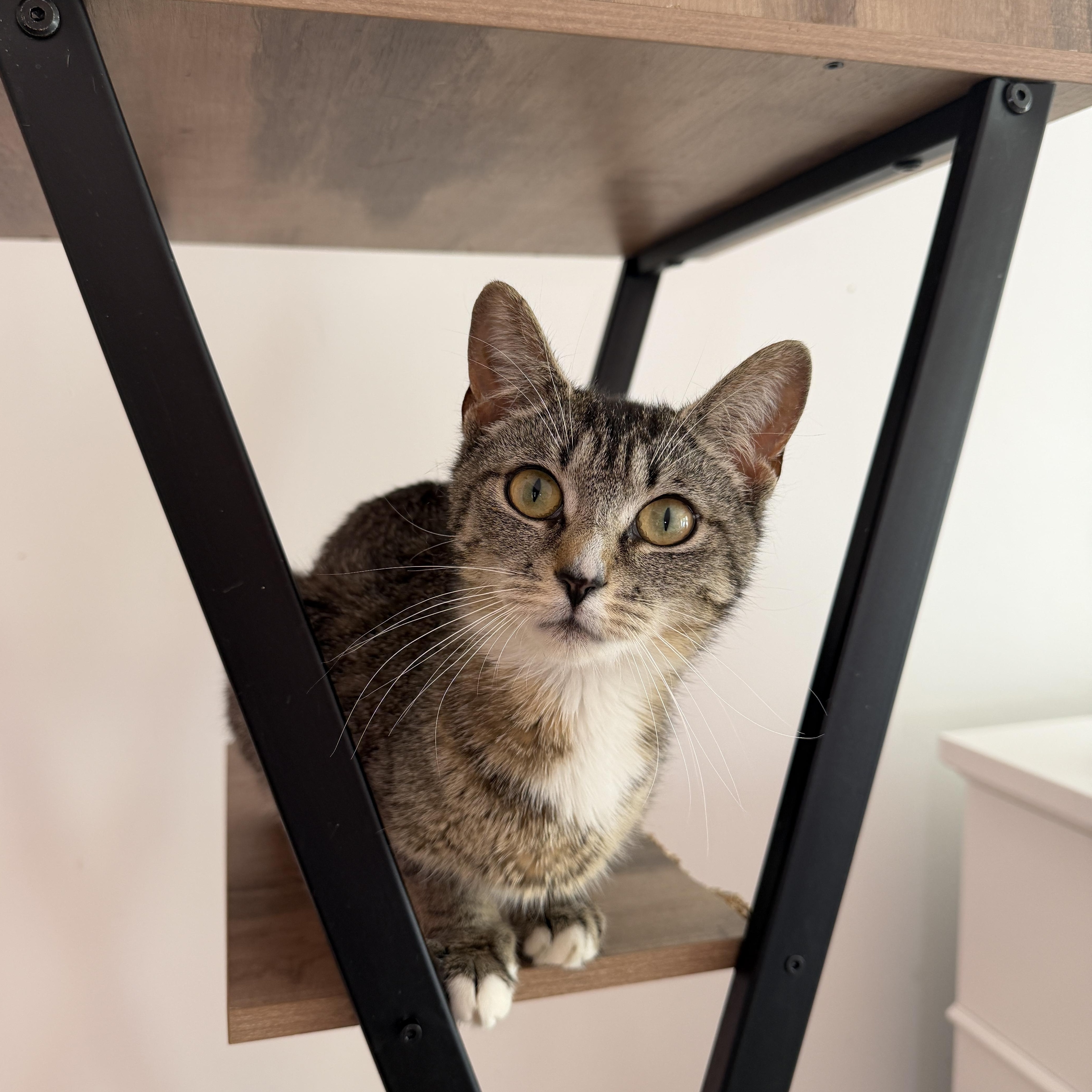 Enlarge WINNIE, a ADOPTABLE Tabby in New York, NY image 3/3