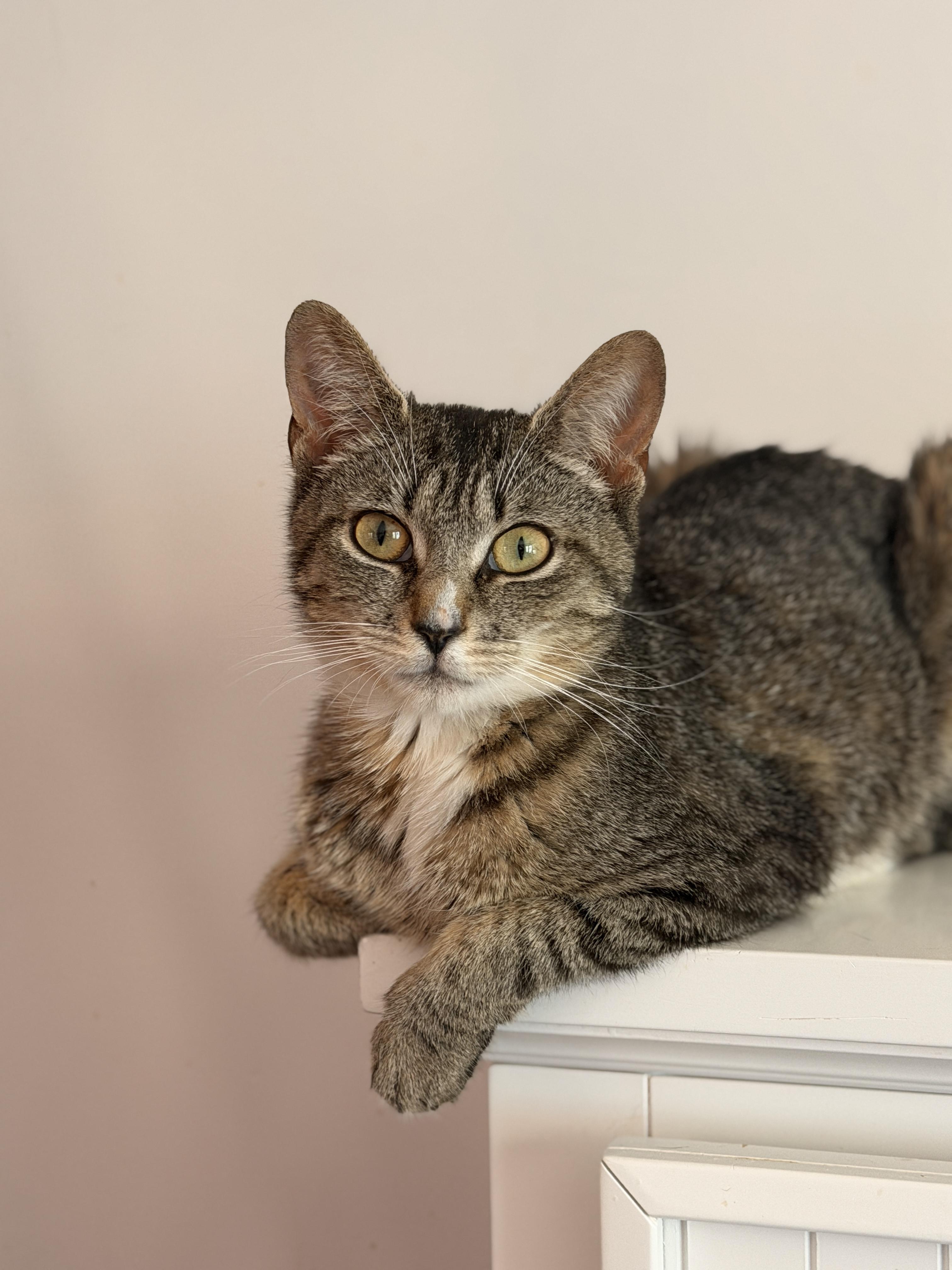 Enlarge WINNIE, a ADOPTABLE Tabby in New York, NY image 2/3